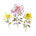 Set of chrysanthemum flowers. Floral bouquet design elements. Yellow and pink chrysanthemum illustration