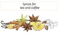 Set cinnamon, anise, lemon and vanilla for winter hot drinks. Banner of spices for tea and coffee, cut out on a white background