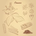 Set of cinnamon: flowers, fruits, branch, cinnamon stick. Hand drawn design element for label and poster.