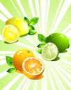 Set citrus fruit. Vector