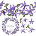 Set of clematis floral elements isolated on white background, wreath and seamless brush of flowers, vector