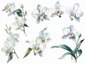 set of clip art orchids that can be peeled off in pastel colors, watercolor style