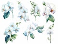 set of clip art orchids that can be peeled off in pastel colors, watercolor style