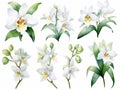 set of clip art orchids that can be peeled off in pastel colors, watercolor style