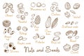 Set clipart hand-drawn nuts and seeds. Walnut, peanut and sunflower seeds. Almond, pistachio, cashew, hazelnut and