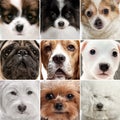 Set of close-up dog's faces looking at camera. Little purebred doggies. Concept of animal life, care Royalty Free Stock Photo