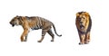 Set of close up photo of tiger and lion isolated on the white background. They are representatives of big felines