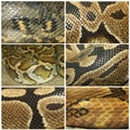 Set close up snake skin for leather reptile animal pattern and background have path Royalty Free Stock Photo