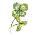 A set of clover leaves - four-leafed and trefoil. Watercolor illustration. Design element Happy Saint Patricks Day Royalty Free Stock Photo