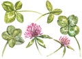 A set of clover red flowers and leaves - four-leafed and trefoil. Watercolor botanical illustration. Design element Royalty Free Stock Photo