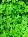 Set of clovers Royalty Free Stock Photo