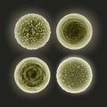 Set of cocci bacteria