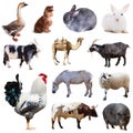 Set of and other farm animals. Isolated over white Royalty Free Stock Photo