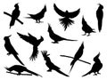 Set of cockatiel bird silhouette vector art