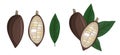 Set of cocoa beans illustration. Logo template. Cacao pod. composition and elements. Vector clipart Royalty Free Stock Photo