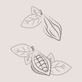 Set of cocoa pod illustrations. Sketch vector food illustration. Essential oil, medicine, cosmetic