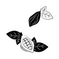 Set of cocoa pod illustrations. Sketch vector food illustration. Essential oil, medicine, cosmetic