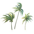 A set of coconut palms, isolated objects from a large set of CUBA. Tropical, watercolor illustration. For decoration Royalty Free Stock Photo