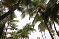 Set of coconut tree isolated on white background Royalty Free Stock Photo