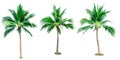 Set of coconut tree isolated on white background u Royalty Free Stock Photo