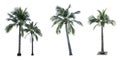 Set of coconut tree isolated on white background used for advertising decorative architecture. Royalty Free Stock Photo