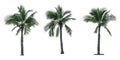 Set of coconut tree isolated on white background used for advertising decorative architecture. Royalty Free Stock Photo