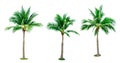 Set of coconut tree isolated on white background used for advertising decorative architecture. Royalty Free Stock Photo