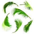 Set of coconut tree leaves, collection of tropical leaves