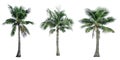 Set of coconut tree used for advertising decorative architecture. Summer and beach concept Royalty Free Stock Photo