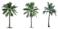 Set of coconut tree used for advertising decorative architecture. Summer and beach concept Royalty Free Stock Photo