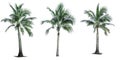 Set of coconut tree used for advertising decorative architecture. Summer and beach concept Royalty Free Stock Photo