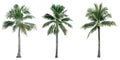 Set of coconut tree used for advertising decorative architecture. Summer and beach concept Royalty Free Stock Photo