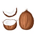 A set of coconuts.Coconut whole, half.Vector illustration.