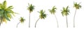 Set of cocos nucifera palm trees with selective focus closeup isolated on transparent background.