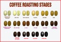 Set of coffee beans realistic or various stage of roasting coffee beans from the green beans through to dark roast concept