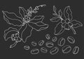 Set of coffee branch with leaves and natural coffee beans. Vector sketch