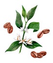 Set of coffee branches with flowers and coffee beans
