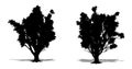 Set or collection of Amur Cork trees as a black silhouette on white background. Concept or conceptual vector for nature, planet,