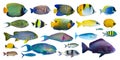 Set collection of colorful tropical fish like angelfish snapper surgeonfish and butterflyfish isolated on white background. indian Royalty Free Stock Photo