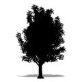 Set or collection of Crab Apple trees as a black silhouette on white background. Concept or conceptual vector for nature, planet