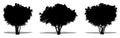 Set or collection of Crape Myrtle trees as a black silhouette on white background. Concept or conceptual vector for nature, planet