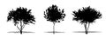 Set or collection of Crape Myrtle trees as a black silhouette on white background. Concept or conceptual vector for nature, planet