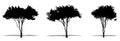 Set or collection of Crape Myrtle trees as a black silhouette on white background. Concept or conceptual vector for nature, planet