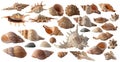 Set collection of different seashells isolated on white background