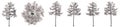 Set or collection of drawings of Pine group trees
