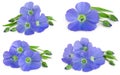 Set or collection flax blue flowers closeup isolated on white background.