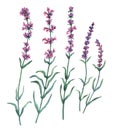 Set, collection of floral lavender elements.