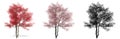 Set or collection of Flowering Dogwood trees, painted, natural and as a black silhouette