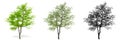 Set or collection of Flowering Dogwood trees, painted, natural and as a black silhouette on white background.