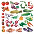 Set, collection of fresh vegetables.